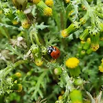 Villa-ratskopf 아파트 베르니게로데