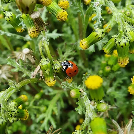 Villa-ratskopf Lejlighed Wernigerode