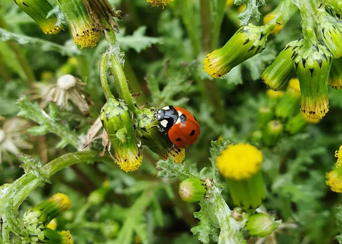 Villa-ratskopf Daire Wernigerode